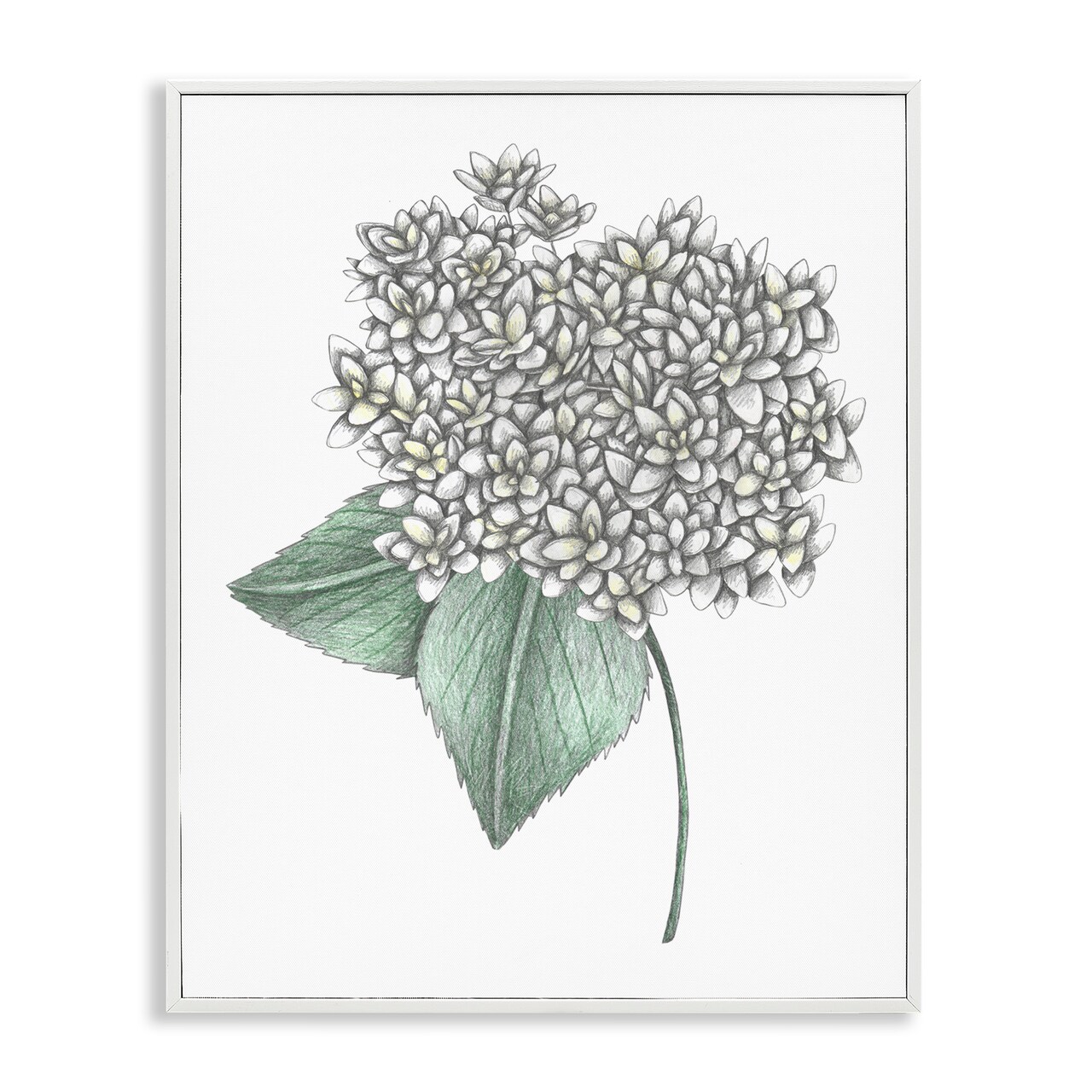 Stupell Industries White Hydrangea Sketch Blossom Framed Giclee, design by Cecilia Battaini